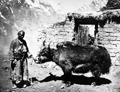 Ladakhi Yak by European Photographer